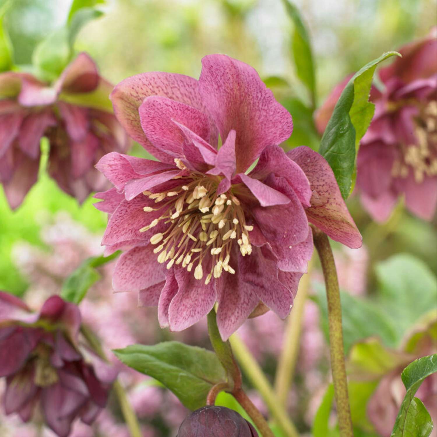 Påskeklokke 'Double Ellen Red' (Helleborus × hybridus)