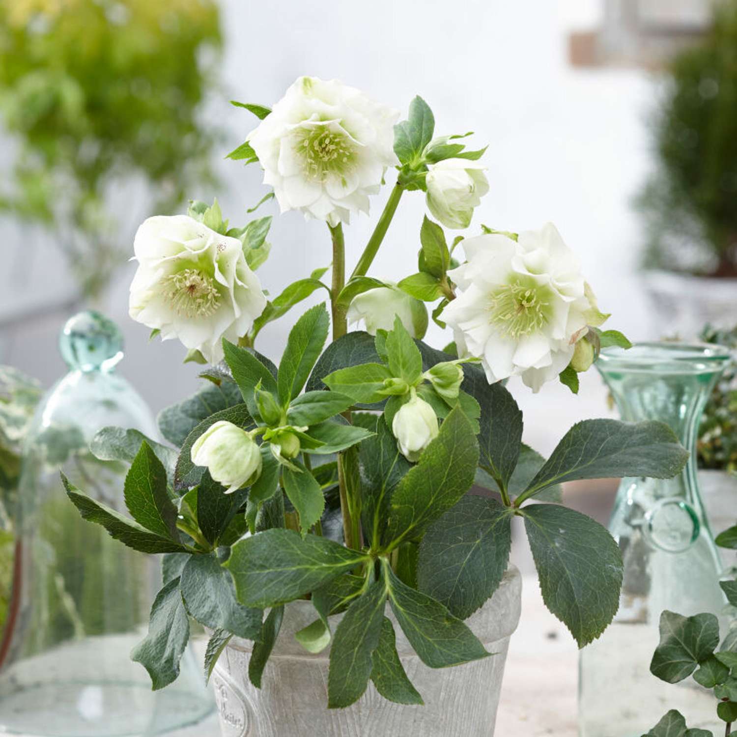 Påskeklokke 'Double Ellen White' (Helleborus × hybridus)