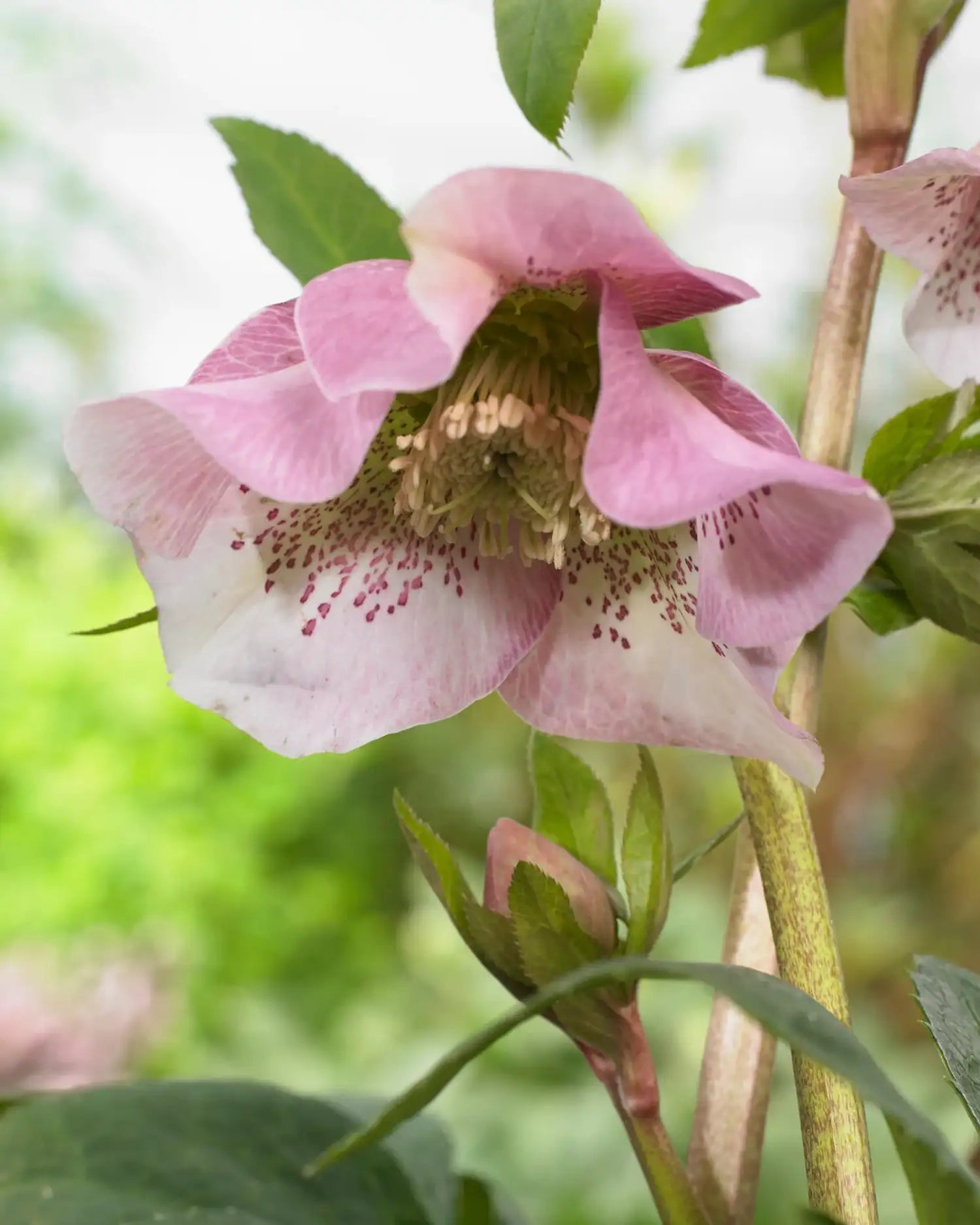 Påskeklokke 'Pretty Ellen Pink' (Helleborus × hybridus)