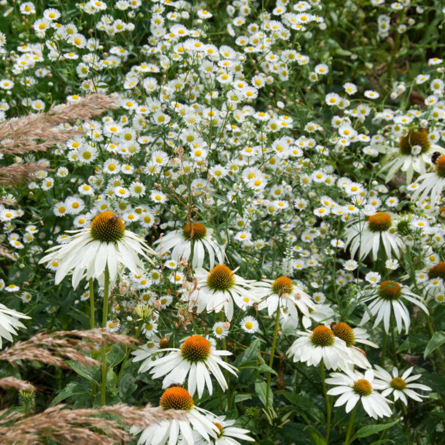 Purpursolhat 'Alba' (Echinacea purpurea)