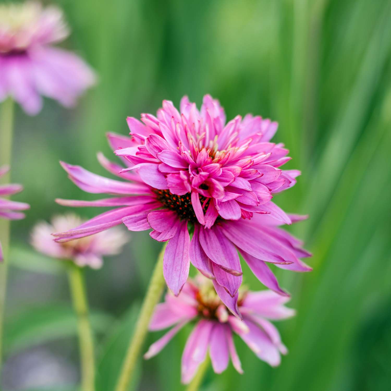 Purpursolhat 'Double Decker' (Echinacea purpurea)