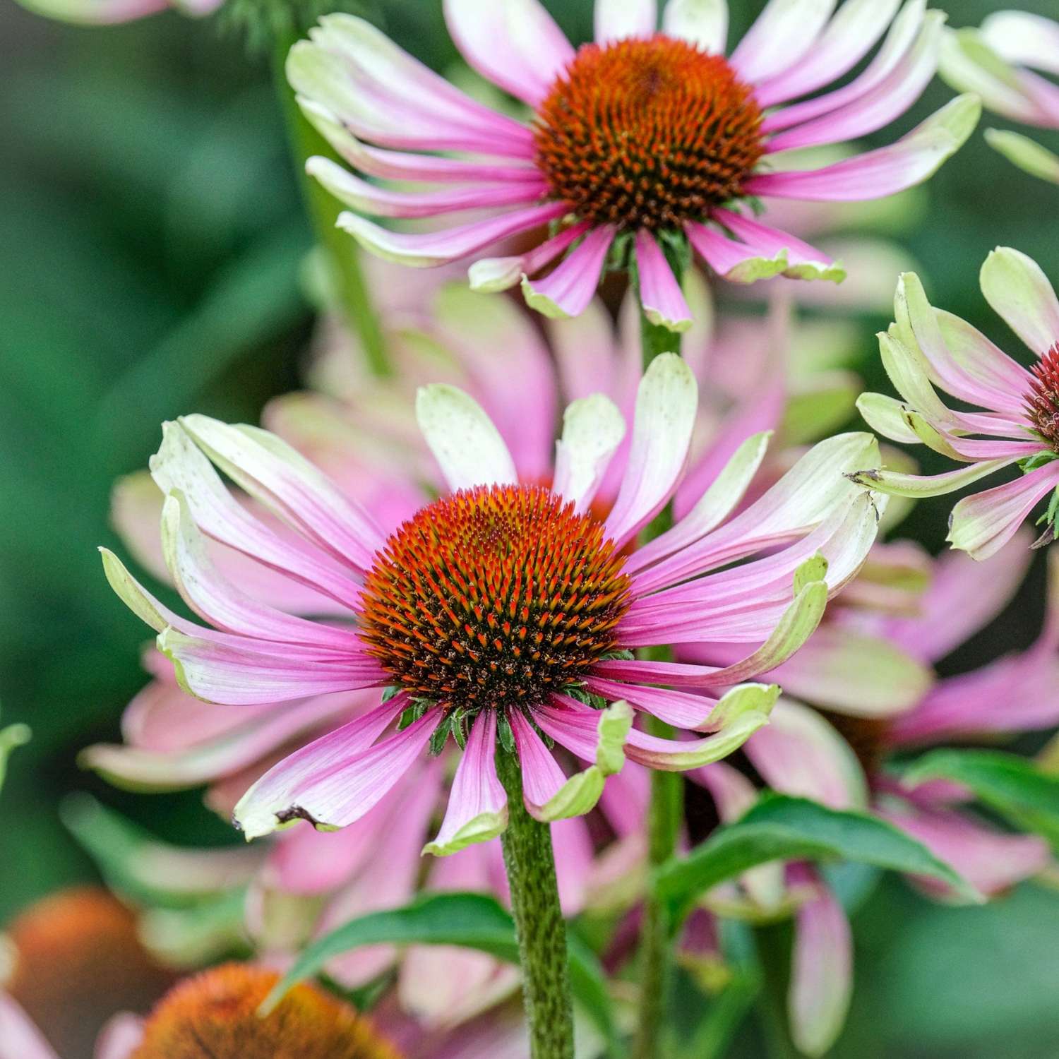 Purpursolhat 'Green Twister' (Echinacea purpurea)
