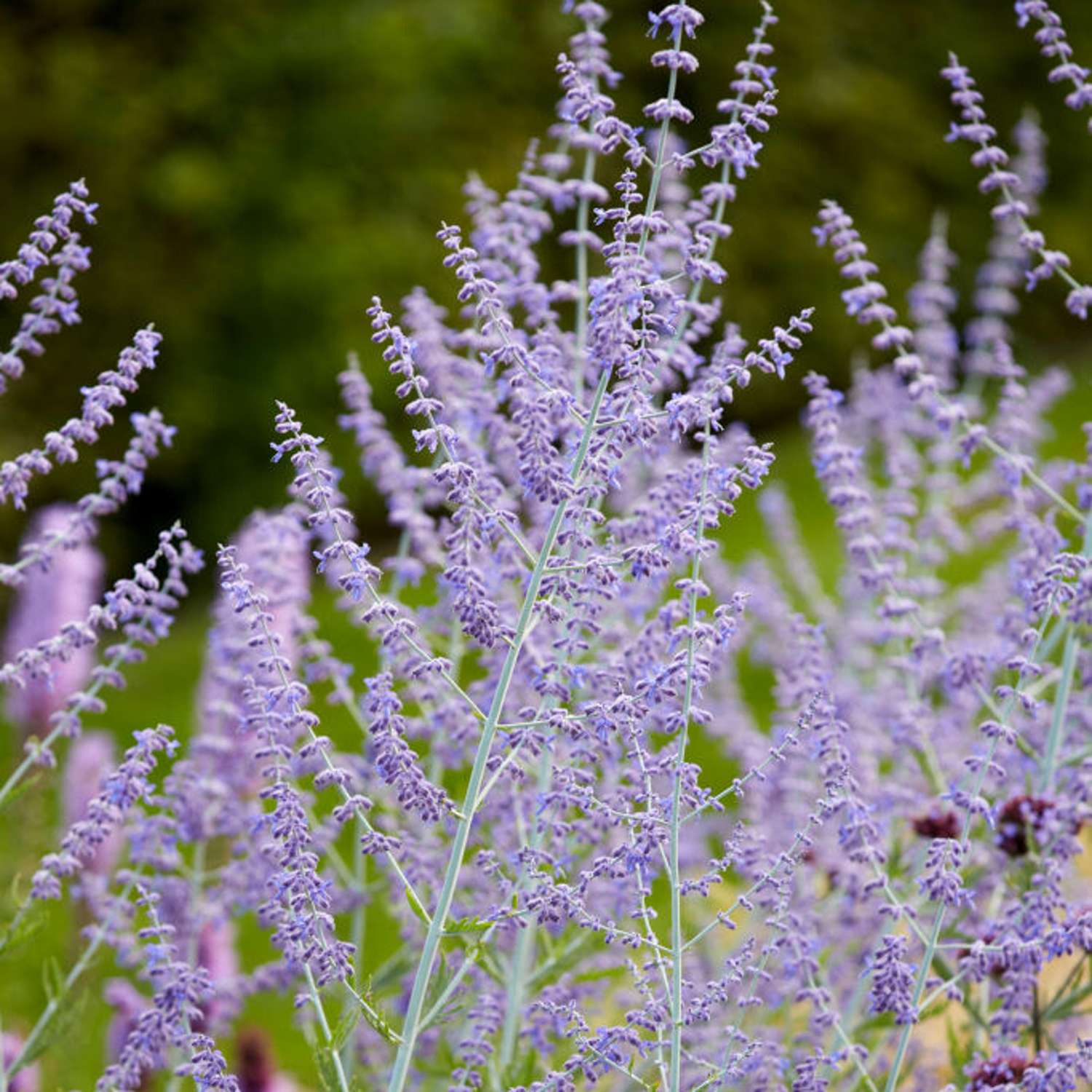 Russisk salvie 'Blue Spire' (Perovskia atriplicifolia)