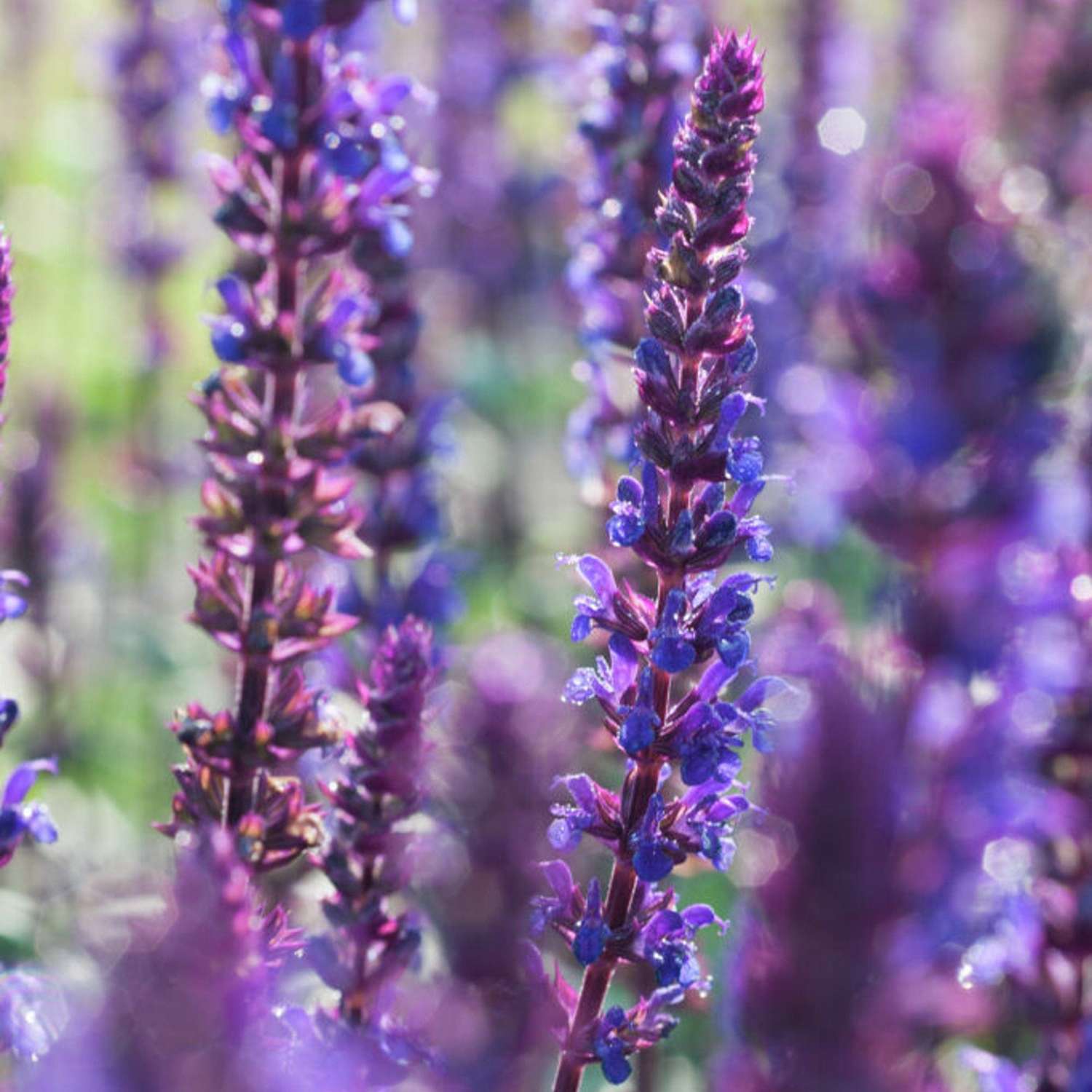 Staudesalvie 'Caradonna' (Salvia nemorosa)