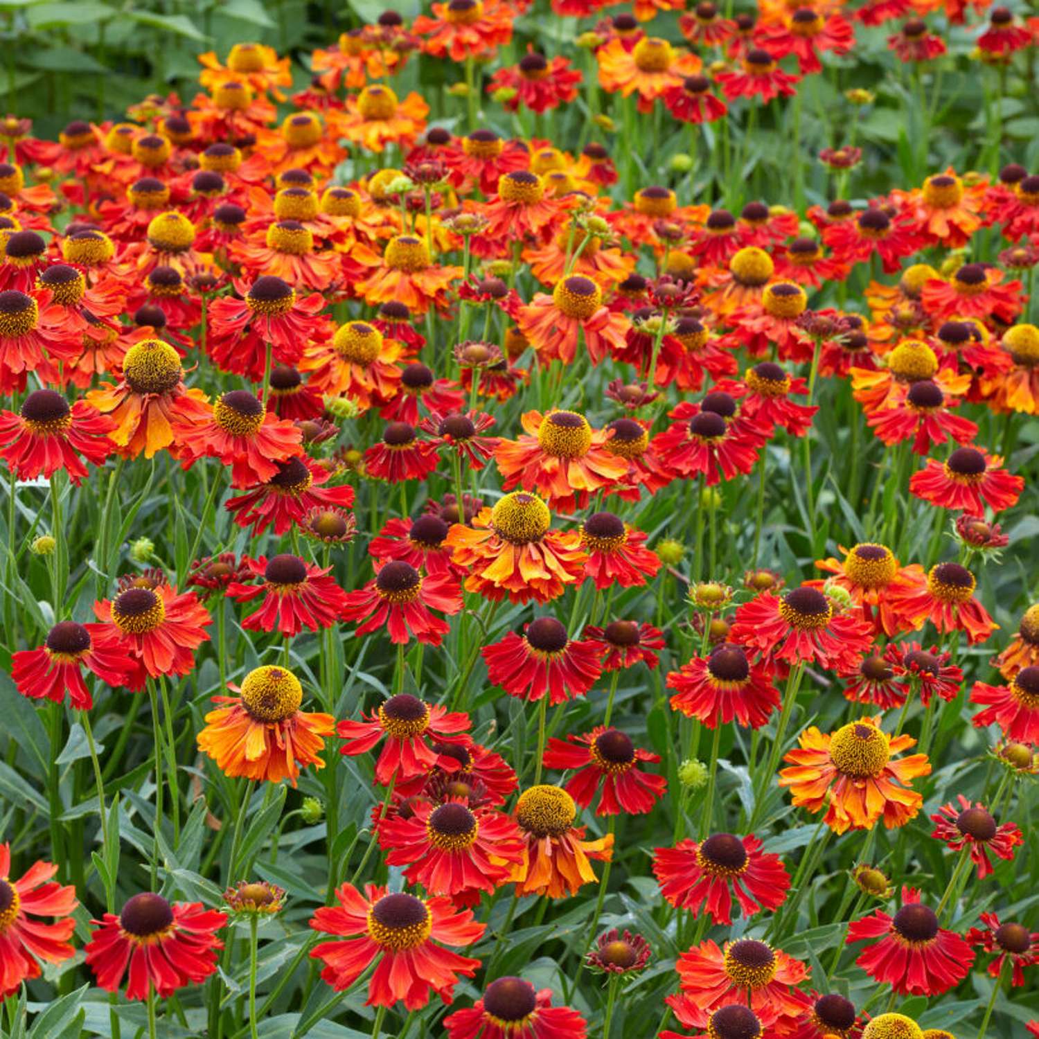 Solbrud 'Moerheim Beauty' (Helenium)