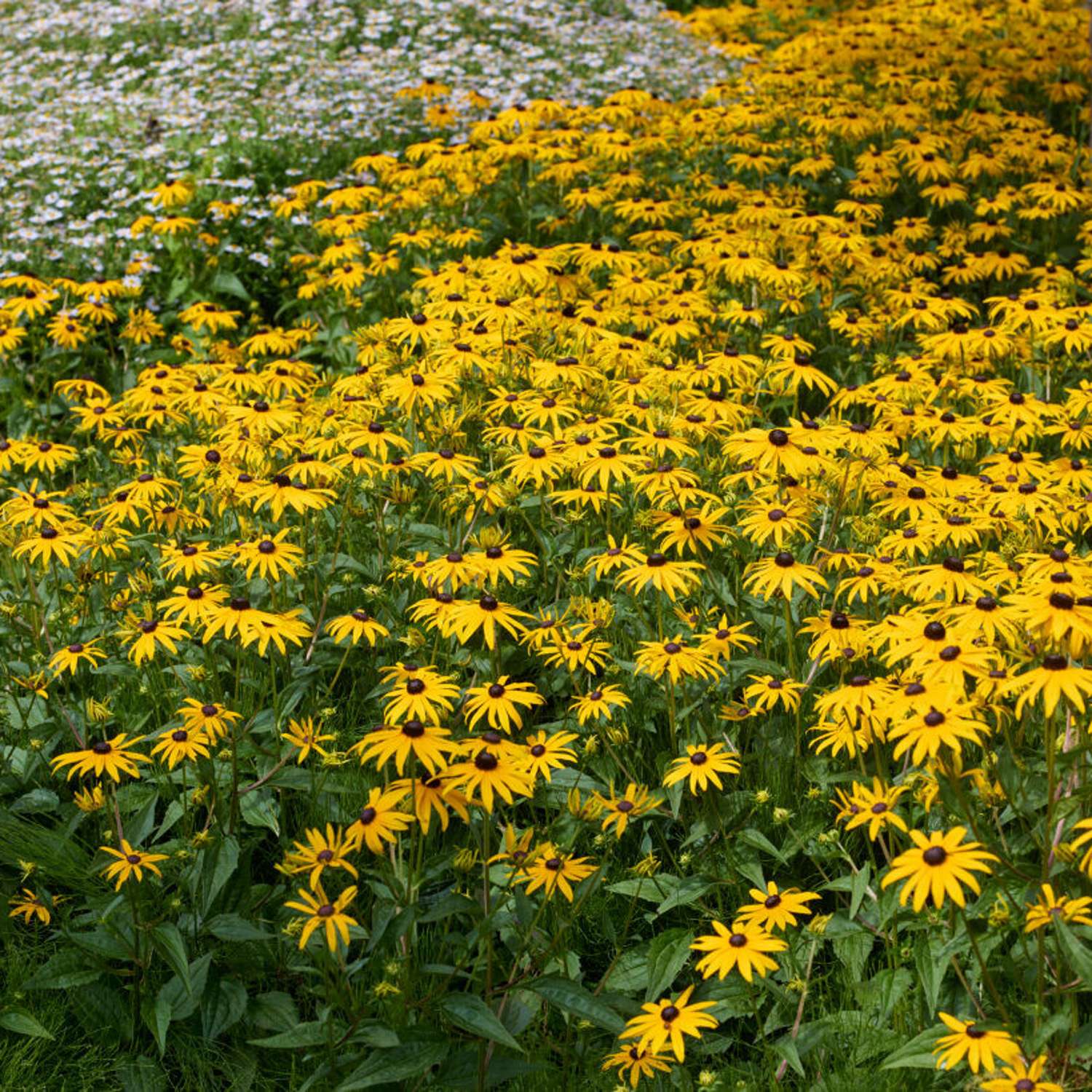 Solhat 'Goldsturm' (Rudbeckia fulgida var. sullivantii)