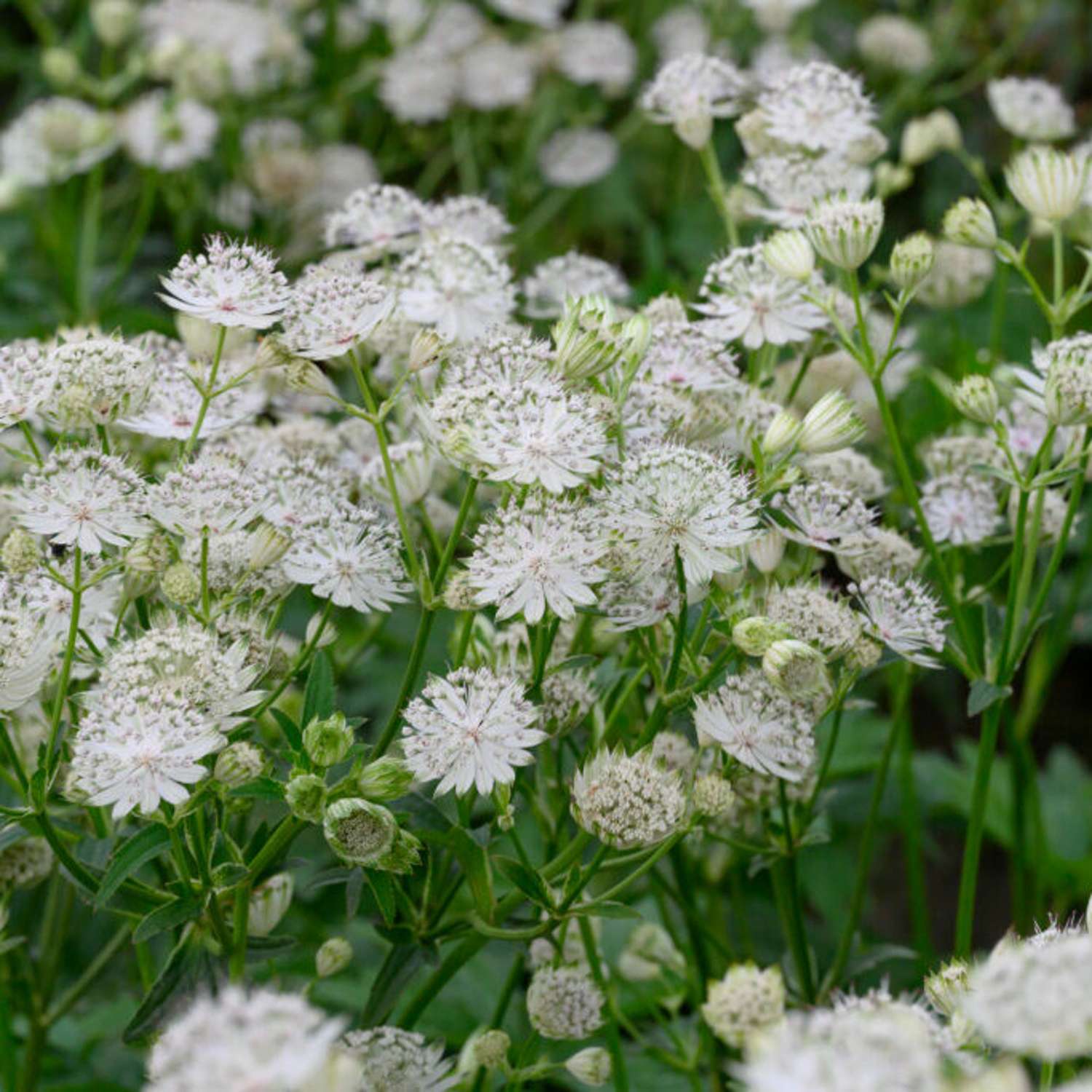 Stjerneskærm 'Shaggy' (Astrantia major subsp. involucrata)