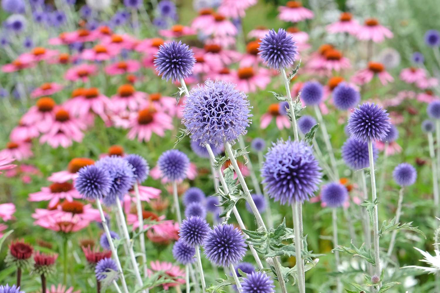 Tidselkugle 'Veitch's Blue' (Echinops ritro)