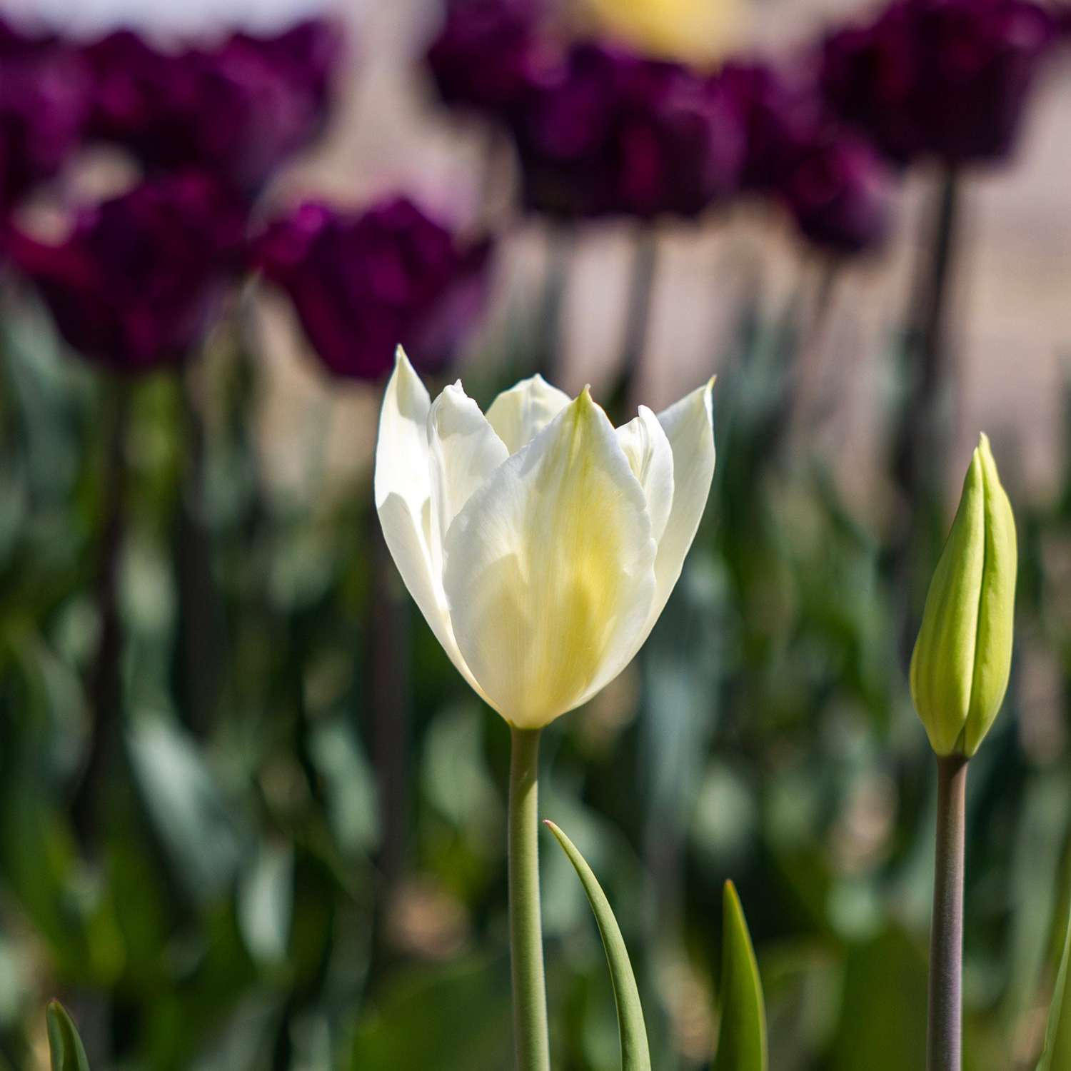 Tulipan 'White Triumphator'