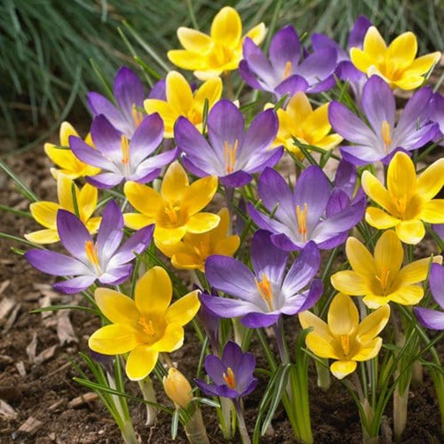 Krokusblanding 'William'