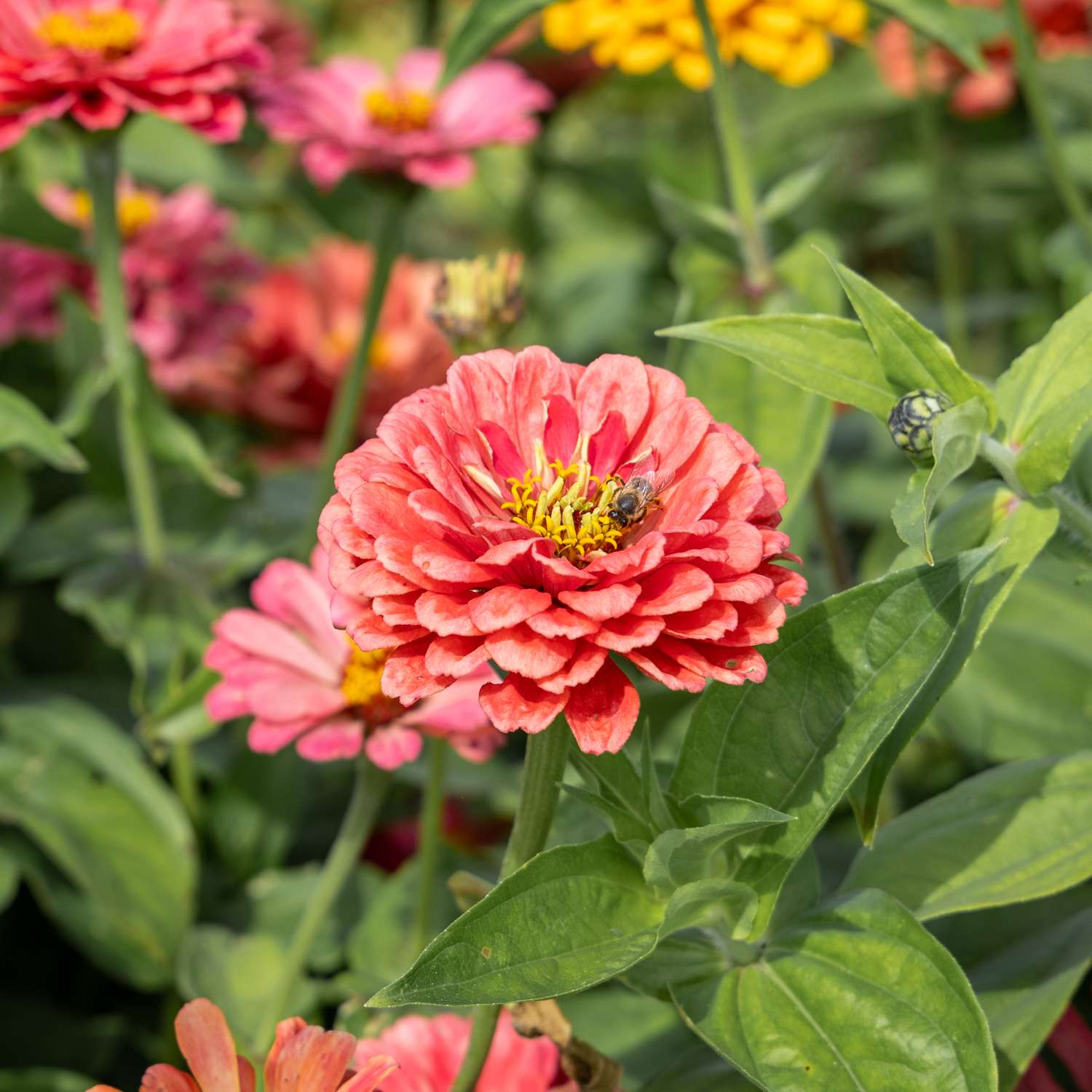Zinnia 'Benarys Giant Carmine' (frø)