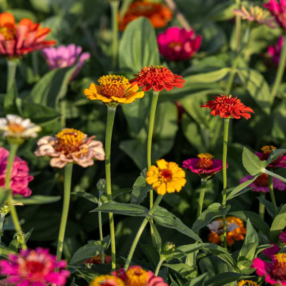 Zinnia 'Lilliput Mix' (frø)