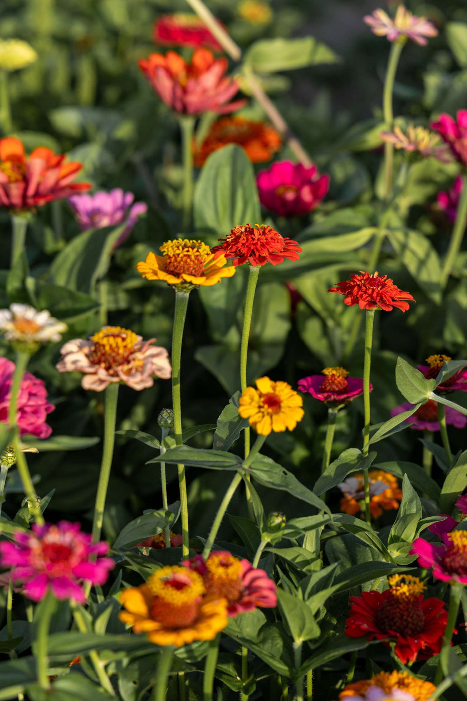 Zinnia 'Lilliput Mix' (frø)