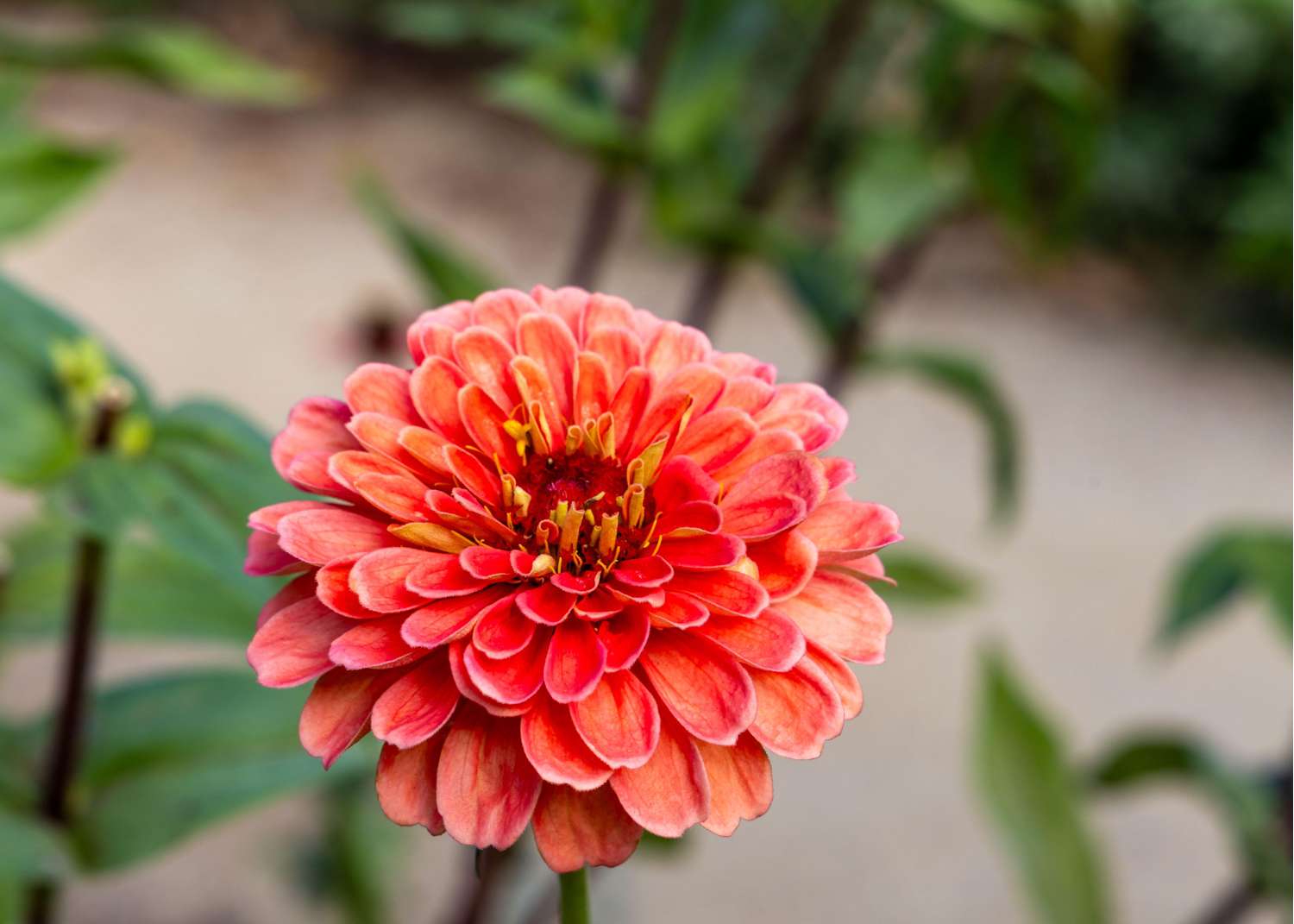 Zinnia 'Salmon Queen' (frø)