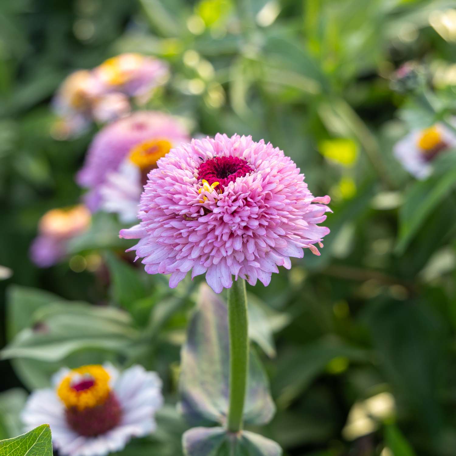 Zinnia 'Zinderella Lilac' (frø)