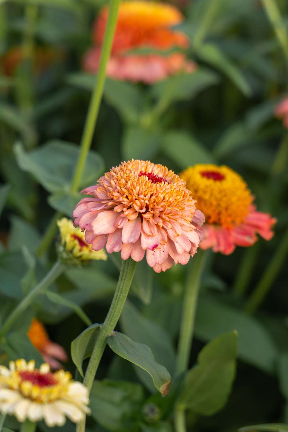 Zinnia 'Zinderella Peach' (frø)