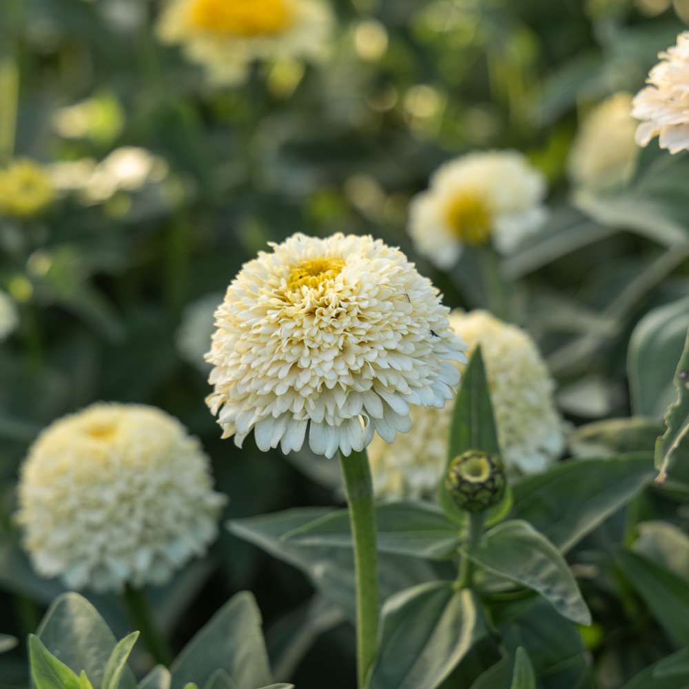 Zinnia 'Zinderella White' (frø)