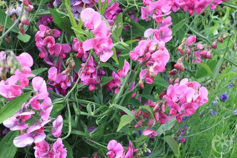 Ærteblomst ''LATIFOLIUS'' flerårig - Blomsterverden