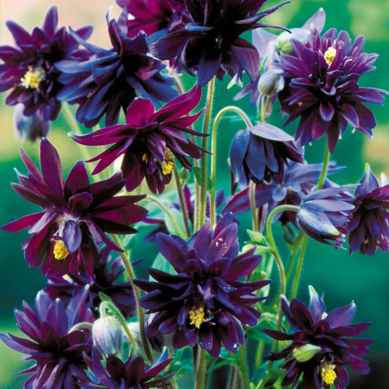 Akeleje "Black Barlow" - Blomsterverden