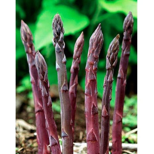Pacific Purple asparges. - Blomsterverden