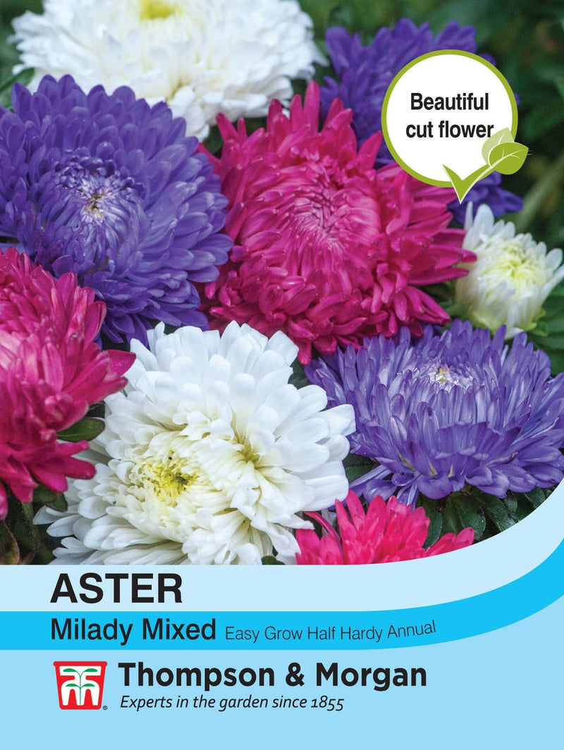 Asters , ' Milady Mixed ' - Blomsterverden
