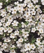 Bacopa "Snowtopia White", frø - Blomsterverden