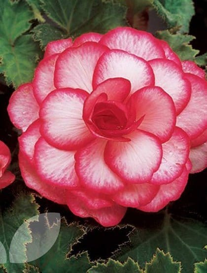 Begonia, Bouton de Rose. - Blomsterverden