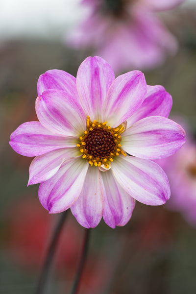 Dahlia 'Bishop of Leicester'