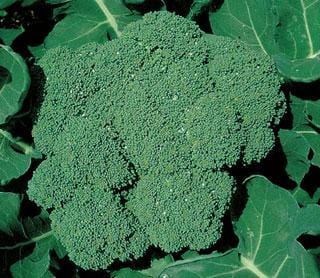 Broccoli "Coronado H" - Blomsterverden