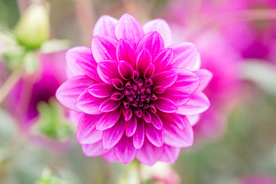 Dahlia 'Blue Bell'