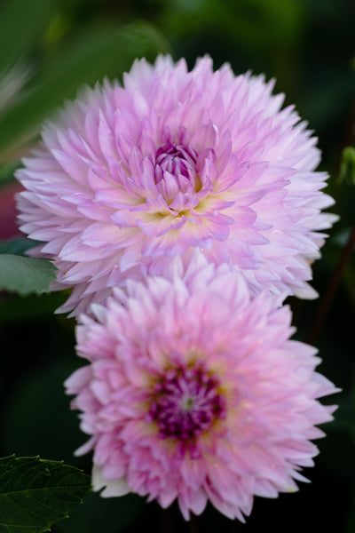 Dahlia 'Sakura Fubuki'