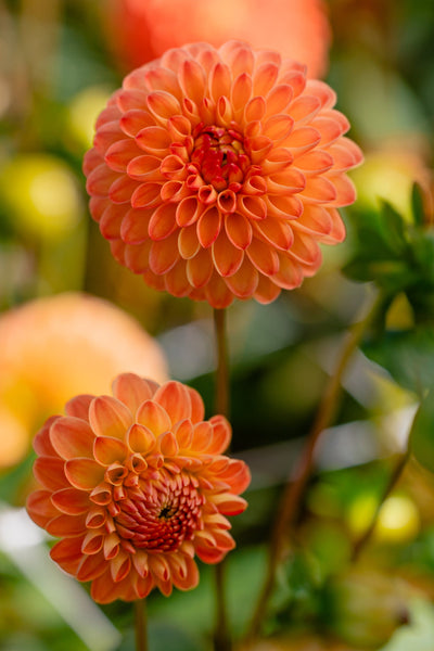 Dahlia 'Souvenir d'Ete'