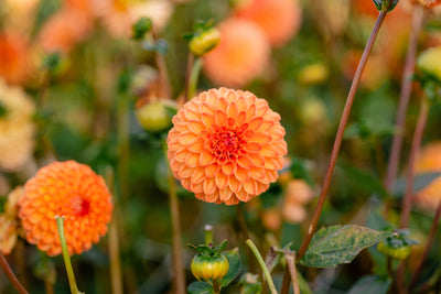 Dahlia 'Souvenir d'Ete'