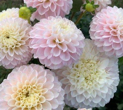 Wizard of Lightening - Dahlia - Blomsterverden