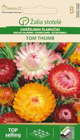 Evighedsblomst 'Tom Thumb'