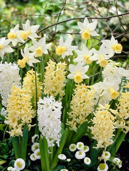 Freja. hyacint/narciss blanding. - Blomsterverden