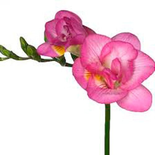 Fresia dobbel, pink - Blomsterverden