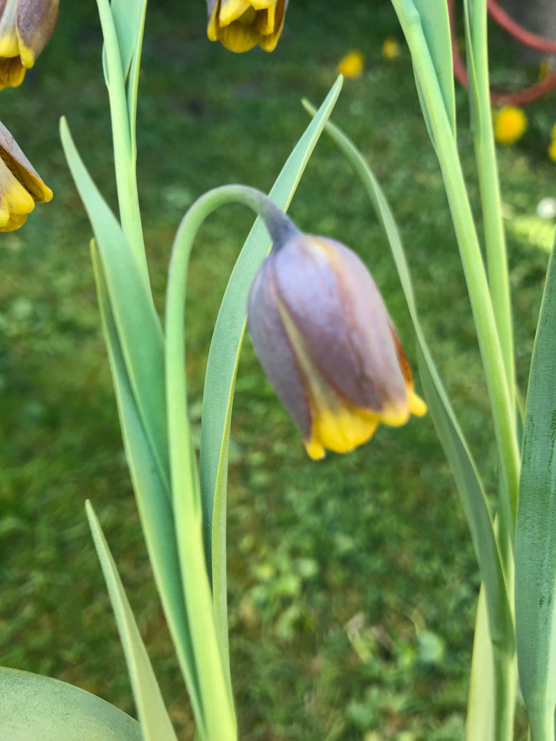 Fritillaria &