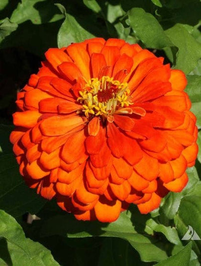 Frøkenhat "Orange King" - Blomsterverden