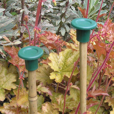 10 stk. green cane caps - Blomsterverden