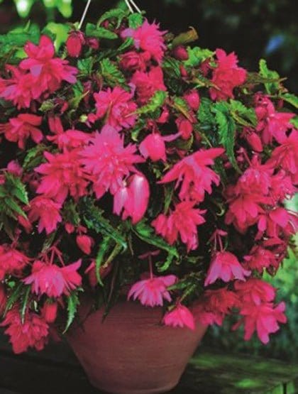 Hængebegonia, pink. - Blomsterverden
