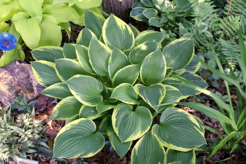 Hosta Aureomarginata. - Blomsterverden