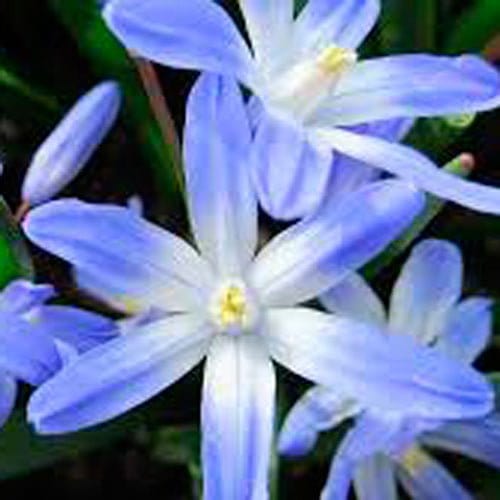 Ipheion uniflorum - Blomsterverden