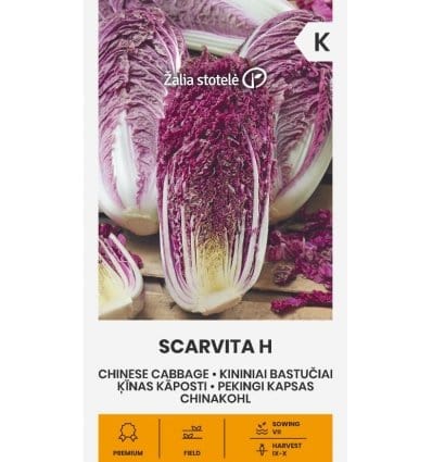 Kål, kina rød "Scarvita H" - Blomsterverden