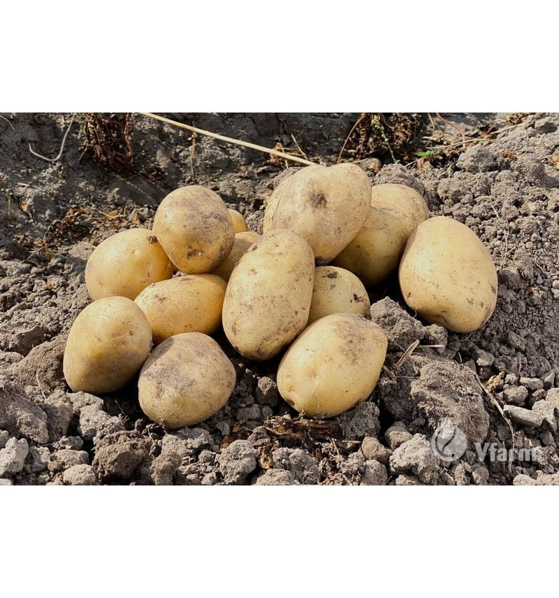 Kartoffel Primabelle - Blomsterverden