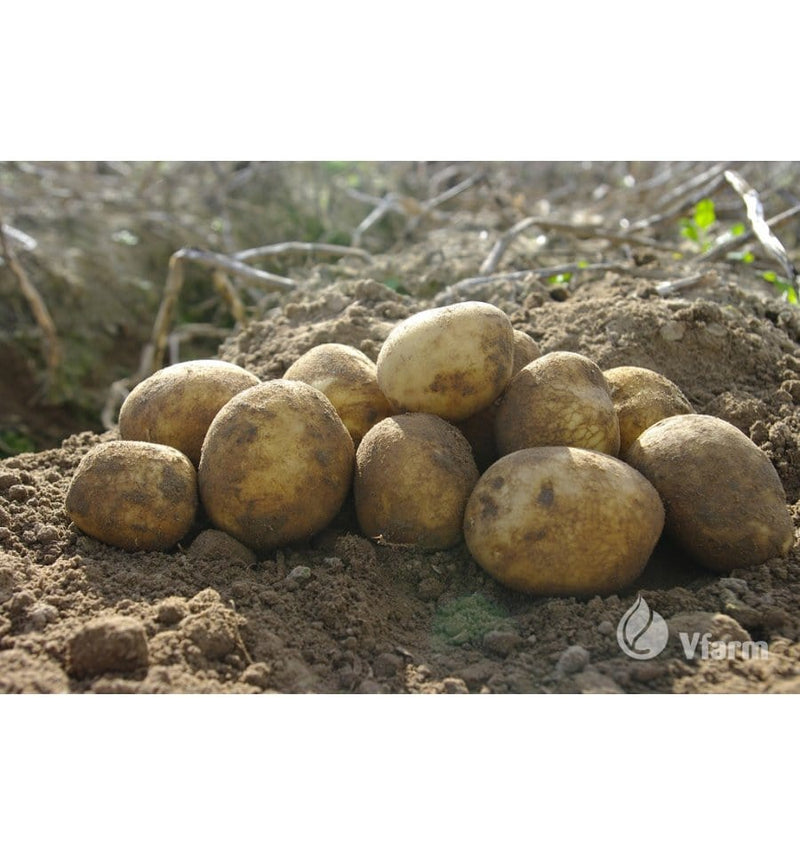 Kartoffel Vineta - Blomsterverden