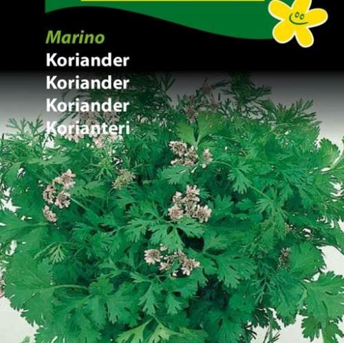 Koriander " Marino " - Blomsterverden