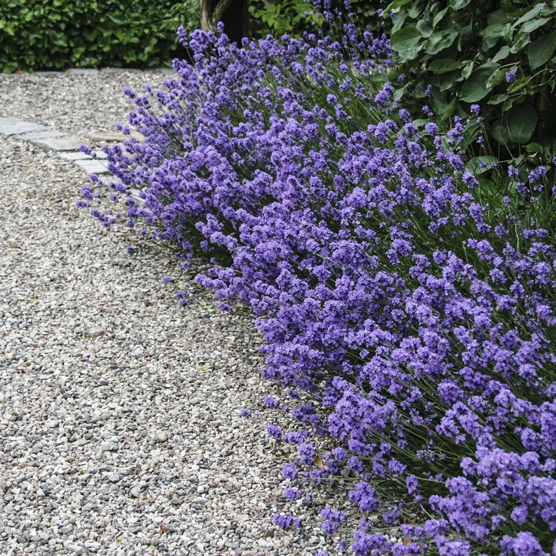 Lavendel Hidcote Blue. Barrodsplante. - Blomsterverden