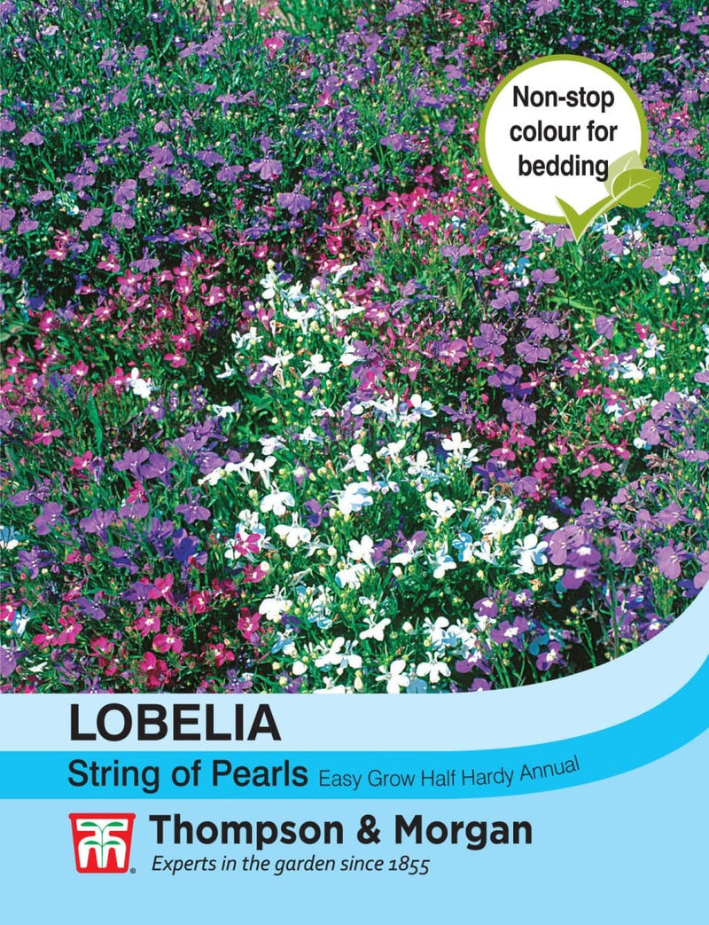 Lobelia "String of Pearls"mix - Blomsterverden