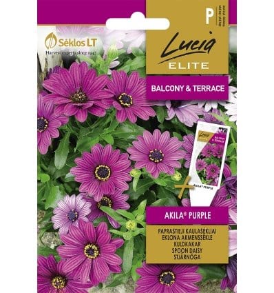 Marguerit, spansk"Akila Purple" - Blomsterverden